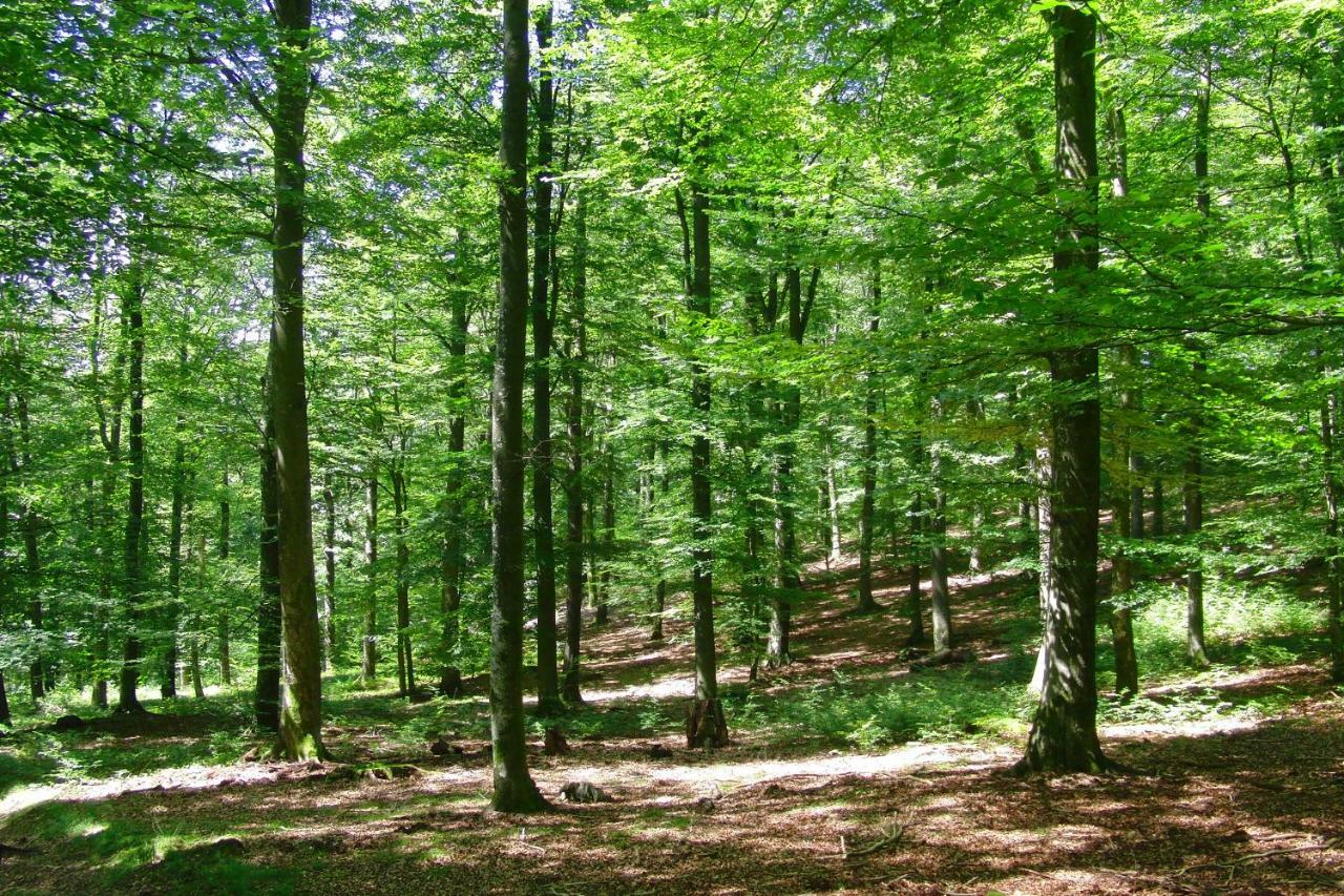 Gites La Tabatiere Laforêt Esterno foto